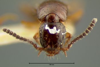 Media type: image;   Entomology 7310 Aspect: head dorsal view